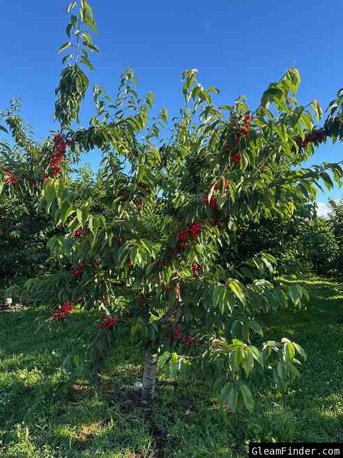 The Great Northwest Cherry Giveaway 🍒
